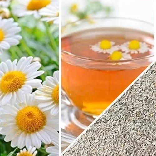 chamomile-german-flower-seeds Chamomile, German Flower seeds