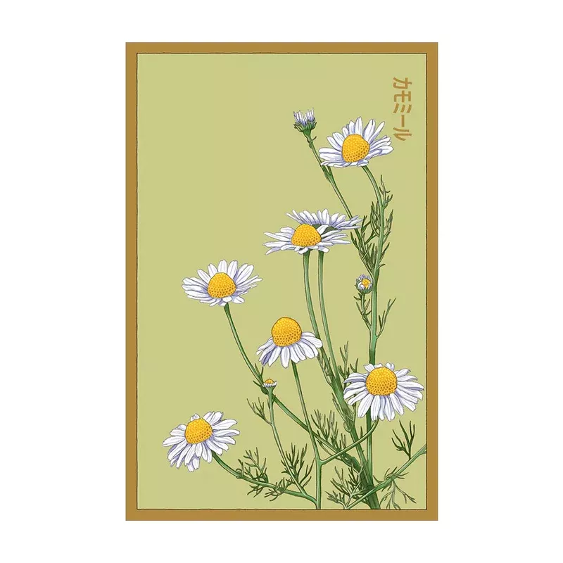 Chamomile Seeds