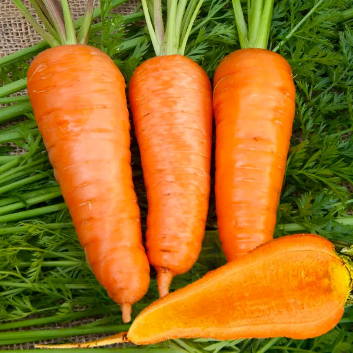 chantenay-red-cored-carrot Chantenay Red Cored Carrot