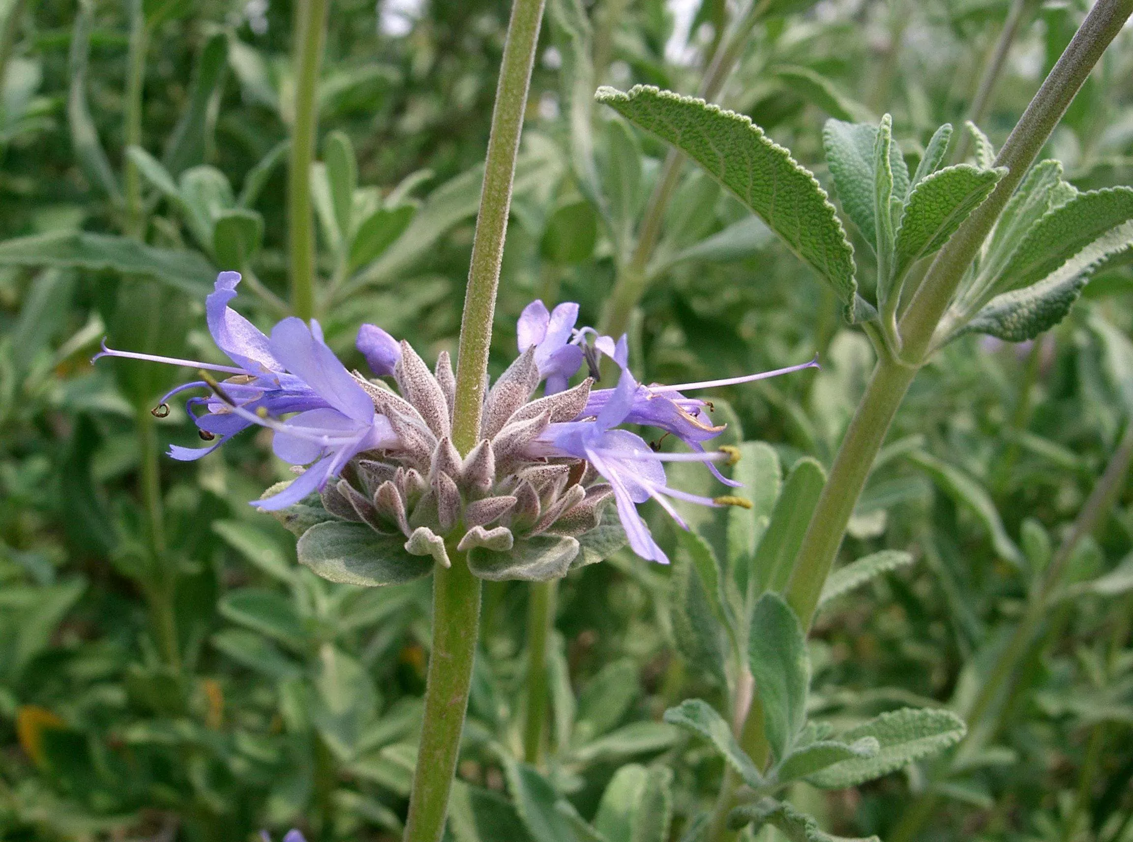 chaparral-sage Chaparral Sage