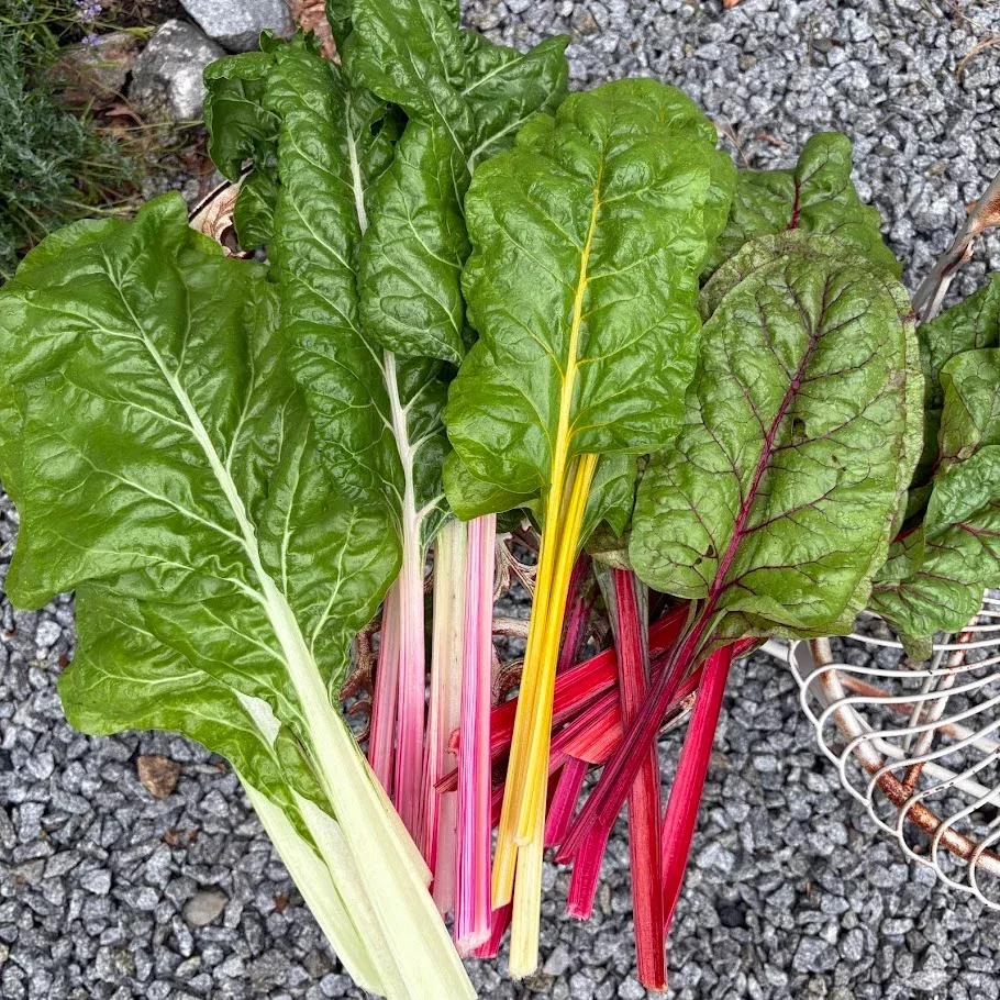 chard-rainbow-mix Chard: Rainbow Mix