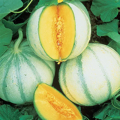 charentais-melon Charentais Melon