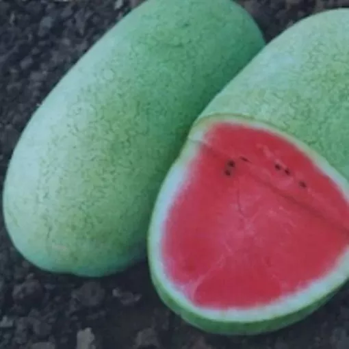 charlene-watermelon-seeds Charlene Watermelon Seeds