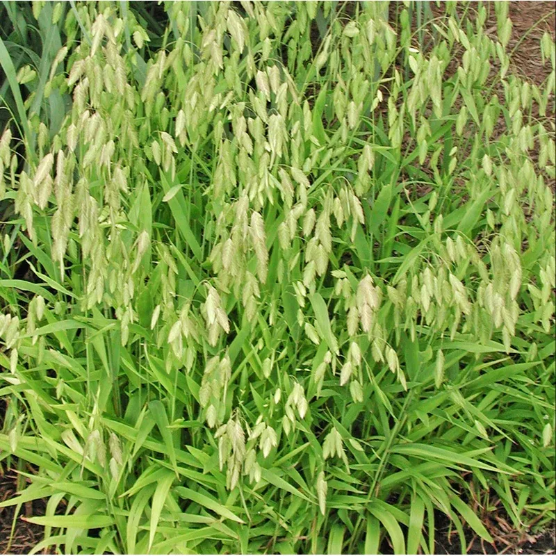 Chasmanthium latifolium - Northern Sea Oats