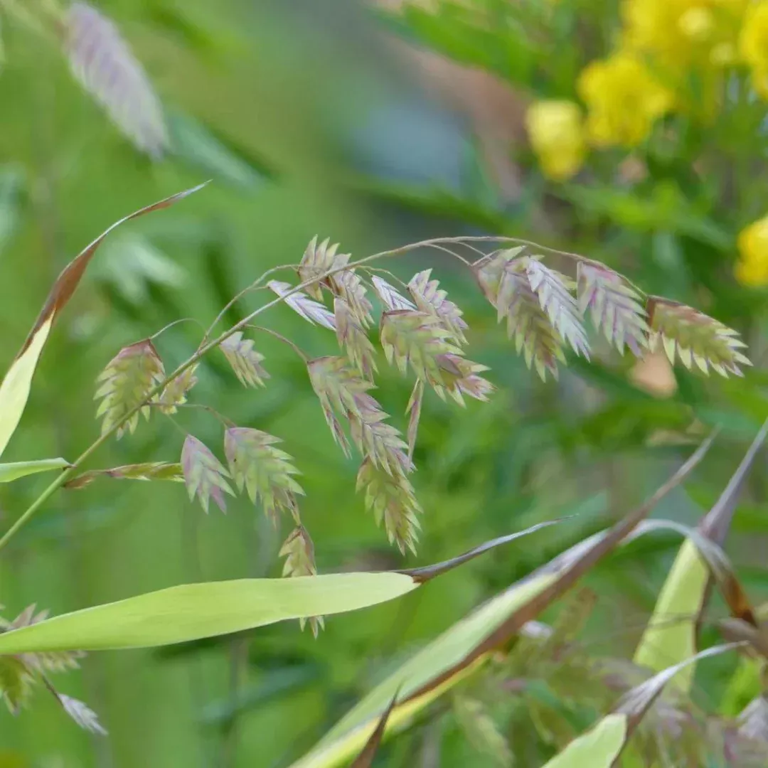 chasmanthium-uniola Chasmanthium 'Uniola'