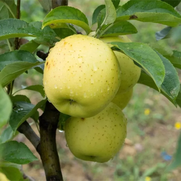 chehalis-apple Chehalis Apple