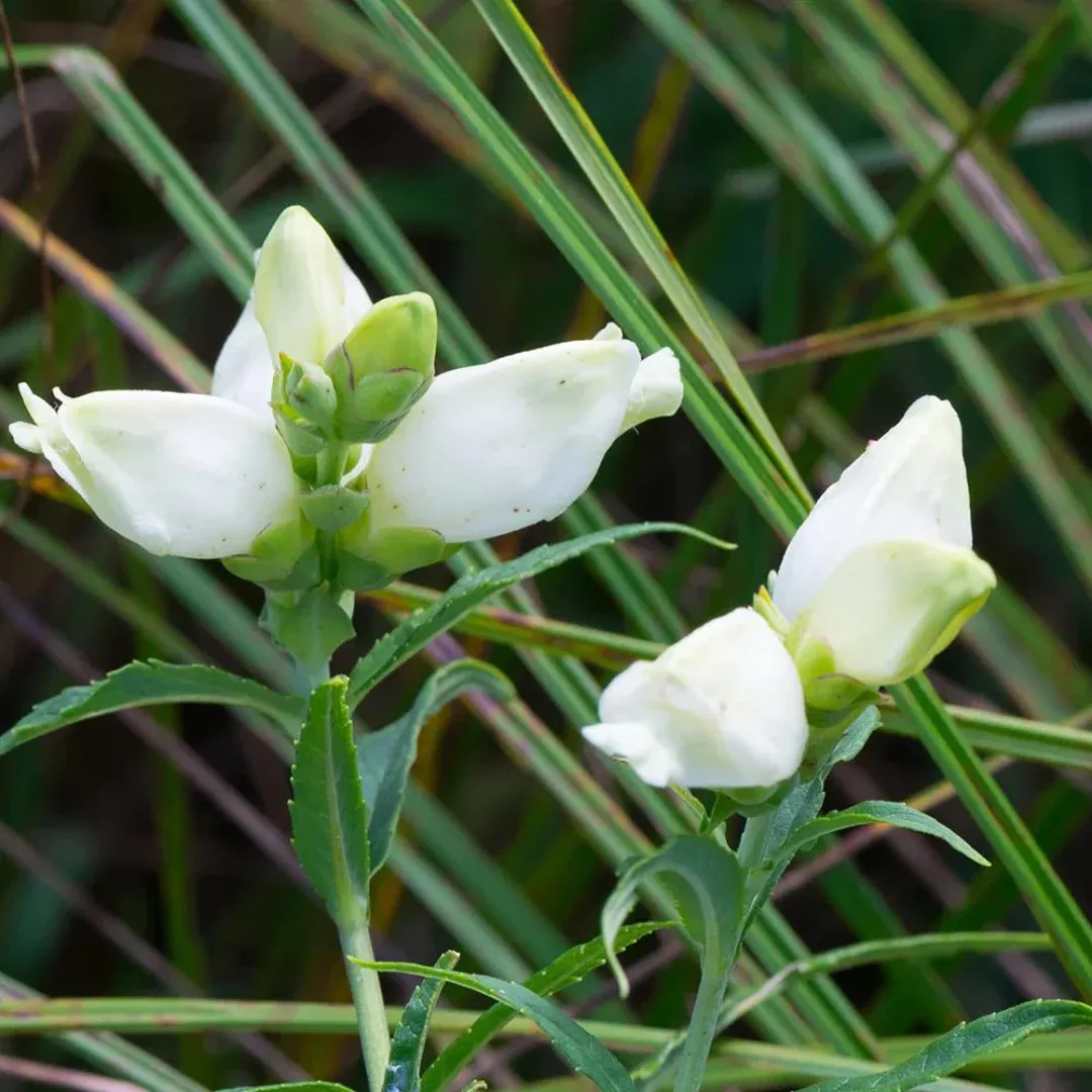 Chelone glabra