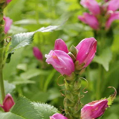 chelone-obliqua-turtlehead Chelone obliqua Turtlehead