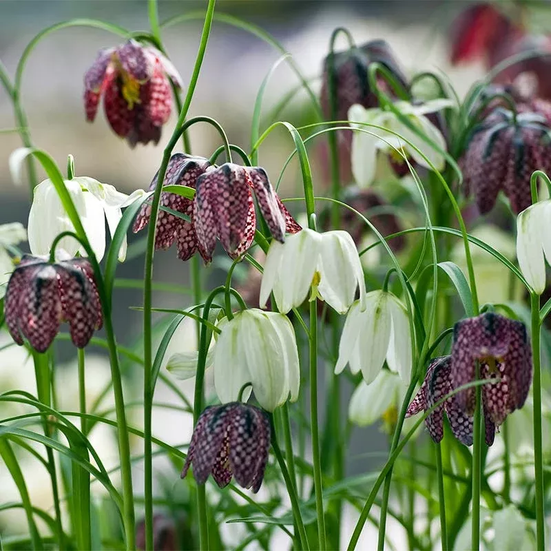 chequered-lily-fritillaria-mix Chequered Lily Fritillaria Mix