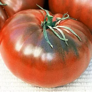 Cherokee Chocolate Tomato