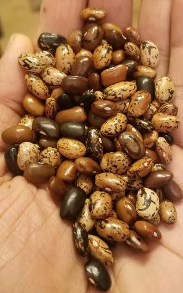 Cherokee Cornfield Pole Bean