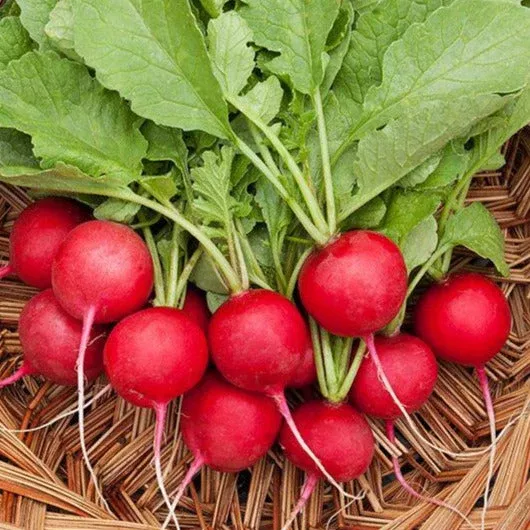cherry-belle-radish Cherry Belle Radish