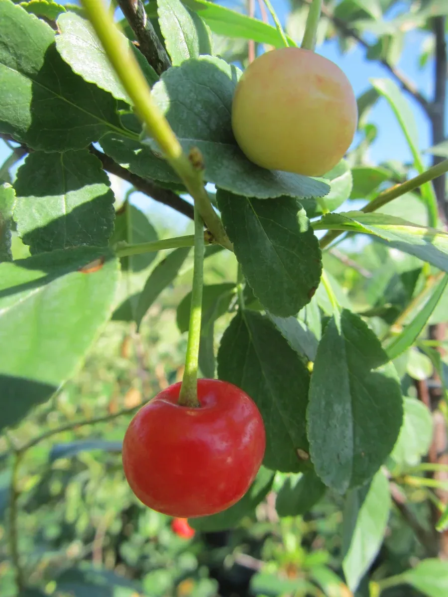 cherry-carmine-jewel-5-gal-tf-bl Cherry:'Carmine Jewel' - 5 Gal TF (Bl)