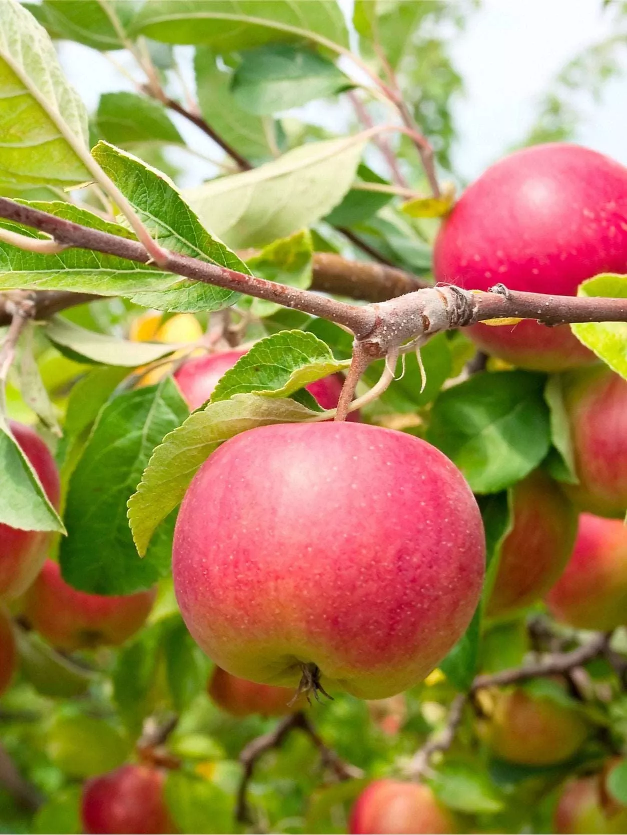 cherry-cox-apple Cherry Cox Apple