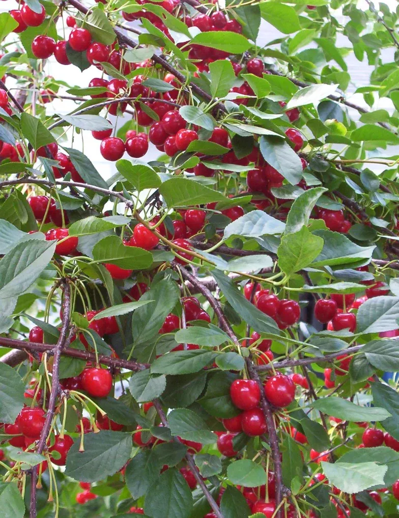 cherry-evans-cherry Cherry 'Evans Cherry'