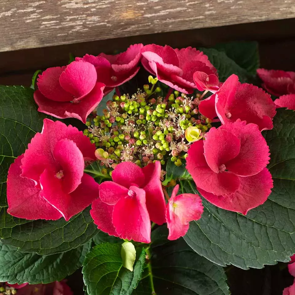cherry-explosion-potted-bigleaf-hydrangea Cherry Explosion™ Potted Bigleaf Hydrangea