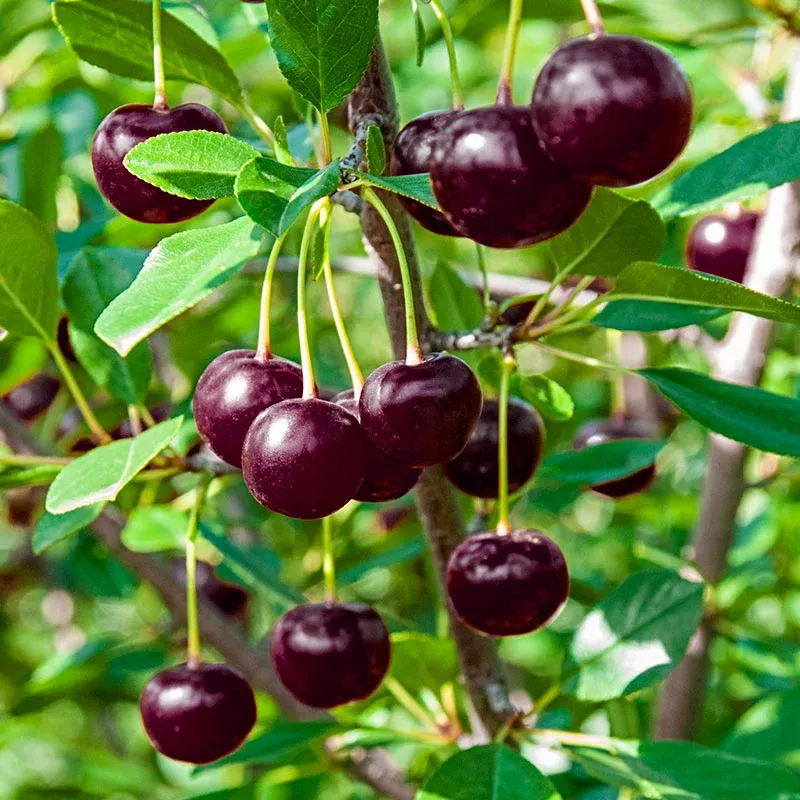 cherry-juliet-7-gal-tree-form-bl Cherry: 'Juliet' - 7 Gal Tree Form (Bl)