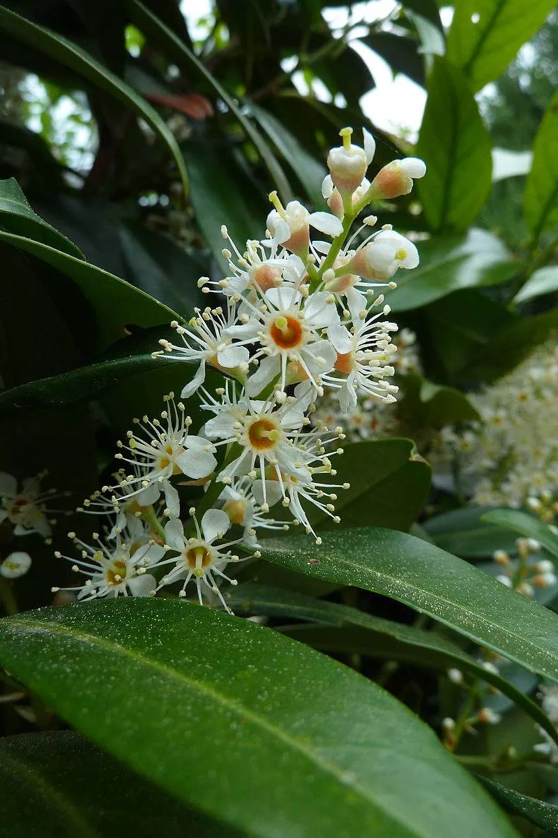 cherry-laurel Cherry Laurel