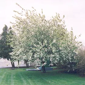 cherry-mayday-tree-10gal-bl Cherry: Mayday Tree - 10Gal (Bl)