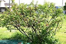 cherry-nanking-2-gal-bl Cherry: 'Nanking' - 2 gal (Bl)