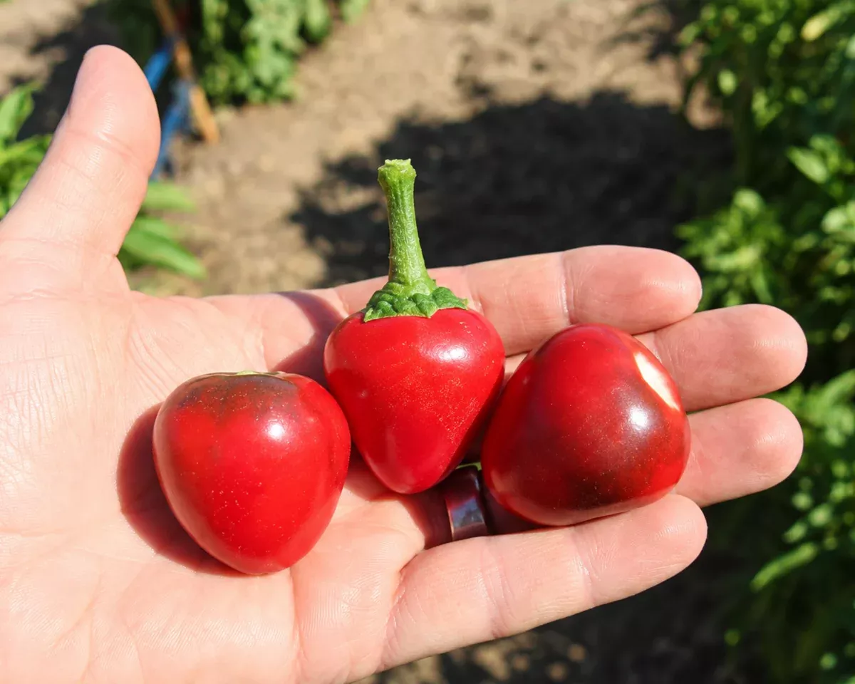 cherry-pick-hybrid-pepper-seeds Cherry Pick Hybrid Pepper Seeds
