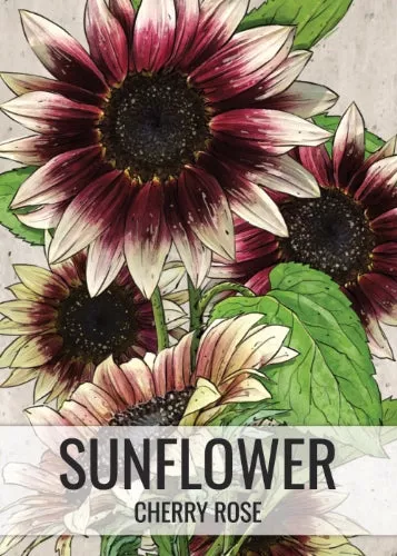 cherry-rose-sunflower-seeds-planting-helianthus-annuus Cherry Rose Sunflower Seeds For Planting (Helianthus annuus)