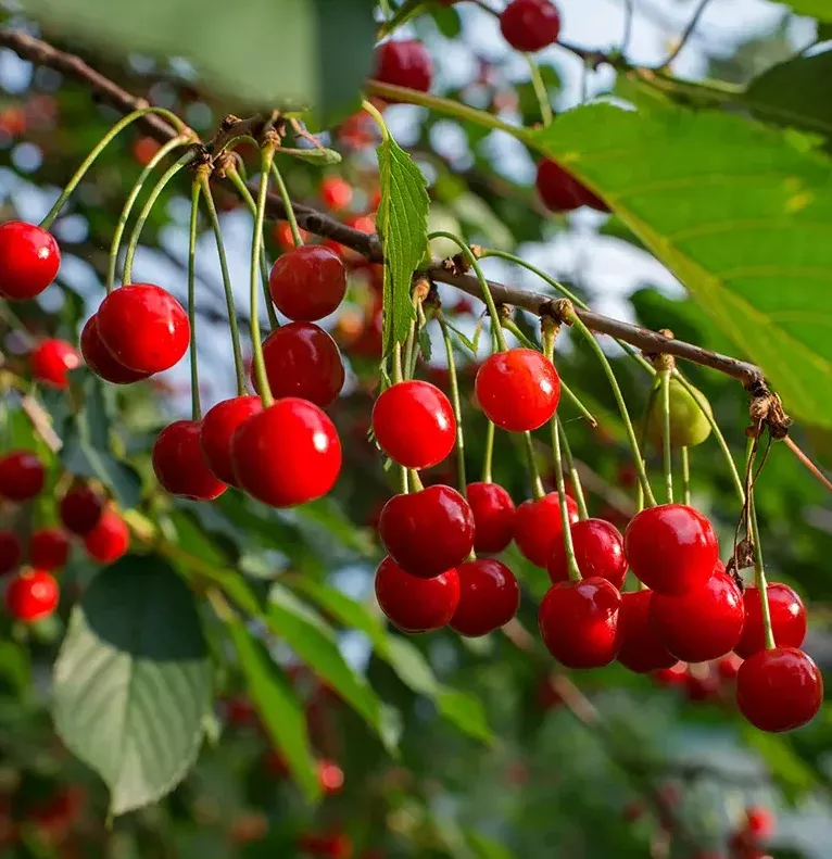 cherry-sour-early-richmond-bare-root Cherry (Sour), Early Richmond, Bare Root