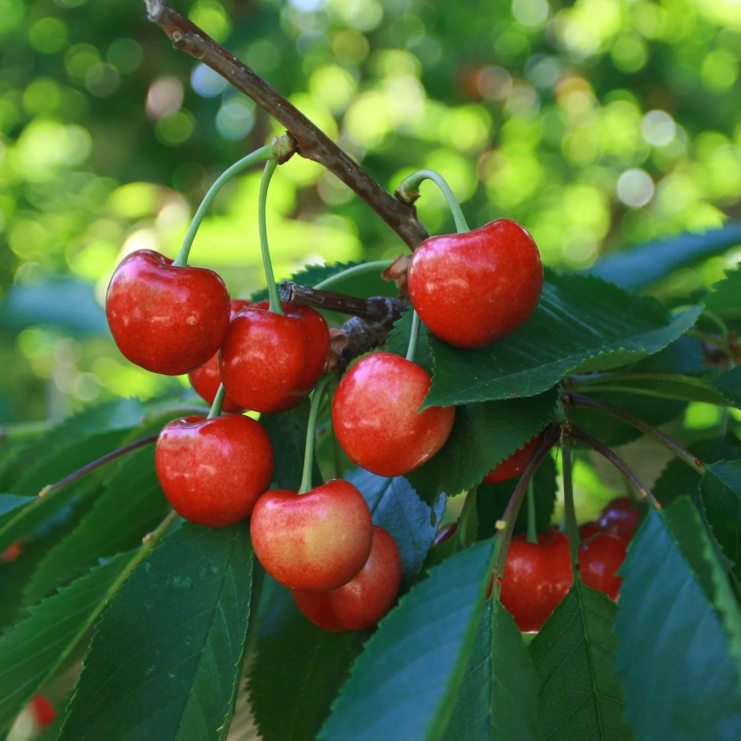 cherry-sweet-bing-bare-root Cherry (Sweet), Bing, Bare Root