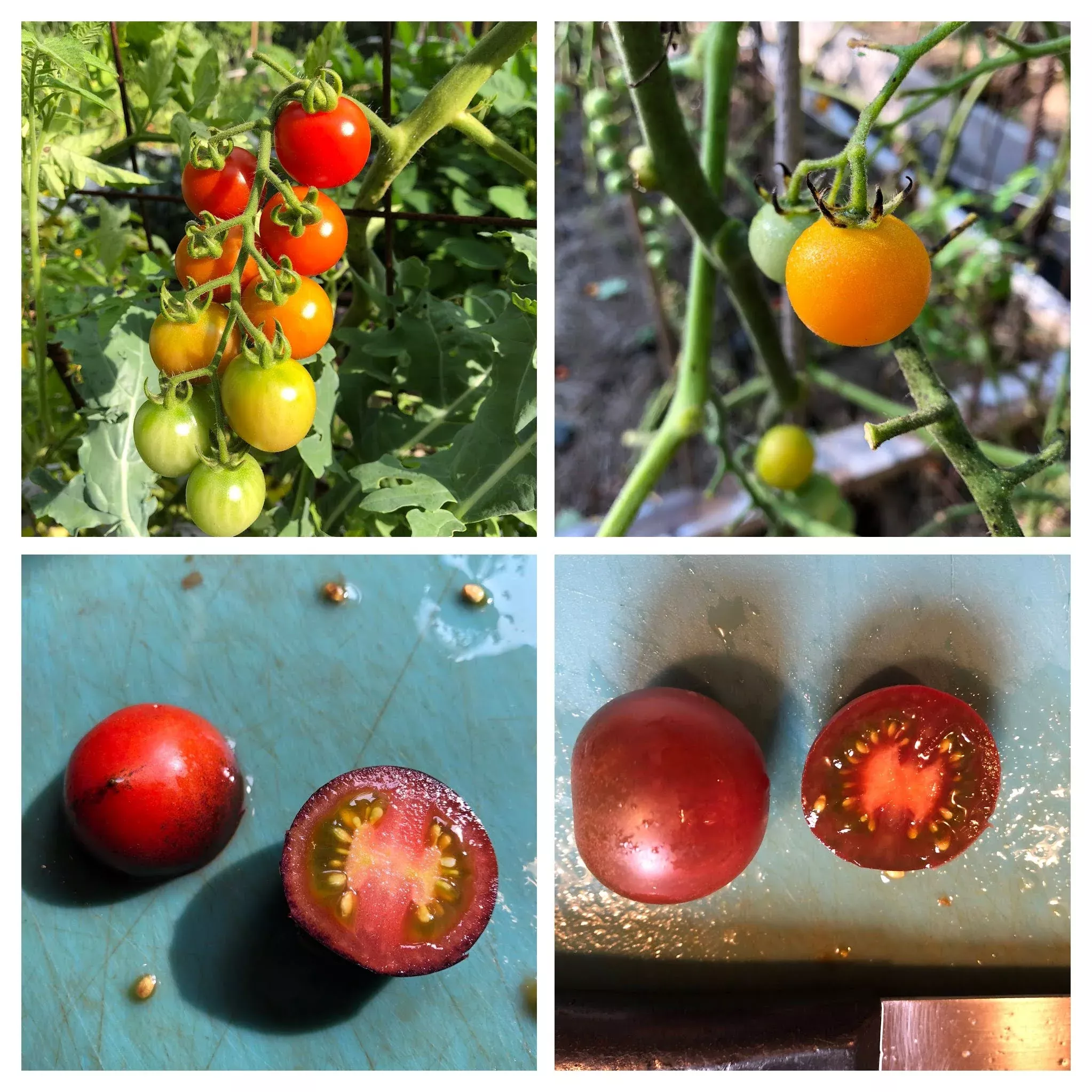 cherry-tomato-variety-4-pack Cherry Tomato Variety 4-pack
