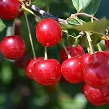 Cherry:'Valentine' Sour-8" (Bl)