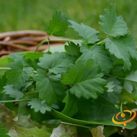 Chervil (French Parsley) seeds