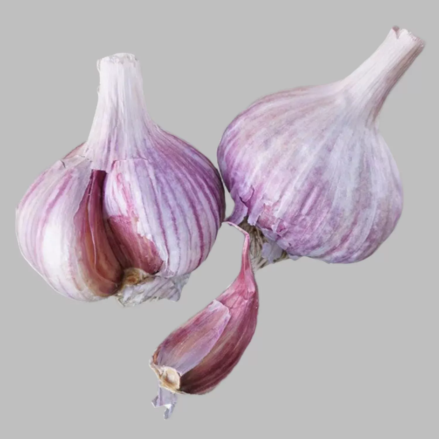 chesnok-red-heirloom-certified-seed-garlic-cloves Chesnok Red Heirloom Certified Seed Garlic Cloves