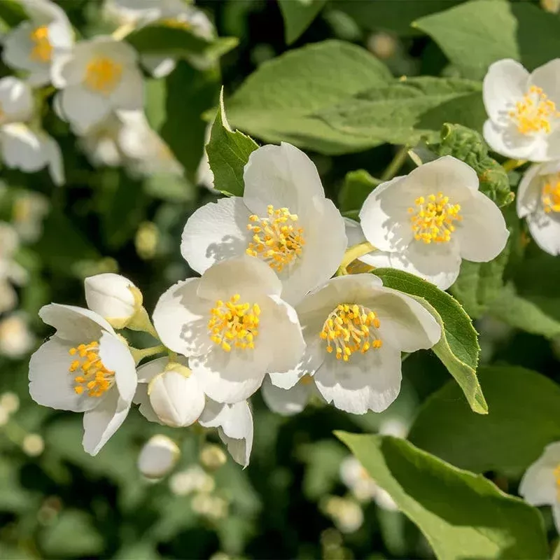 cheyenne-mock-orange Cheyenne Mock Orange