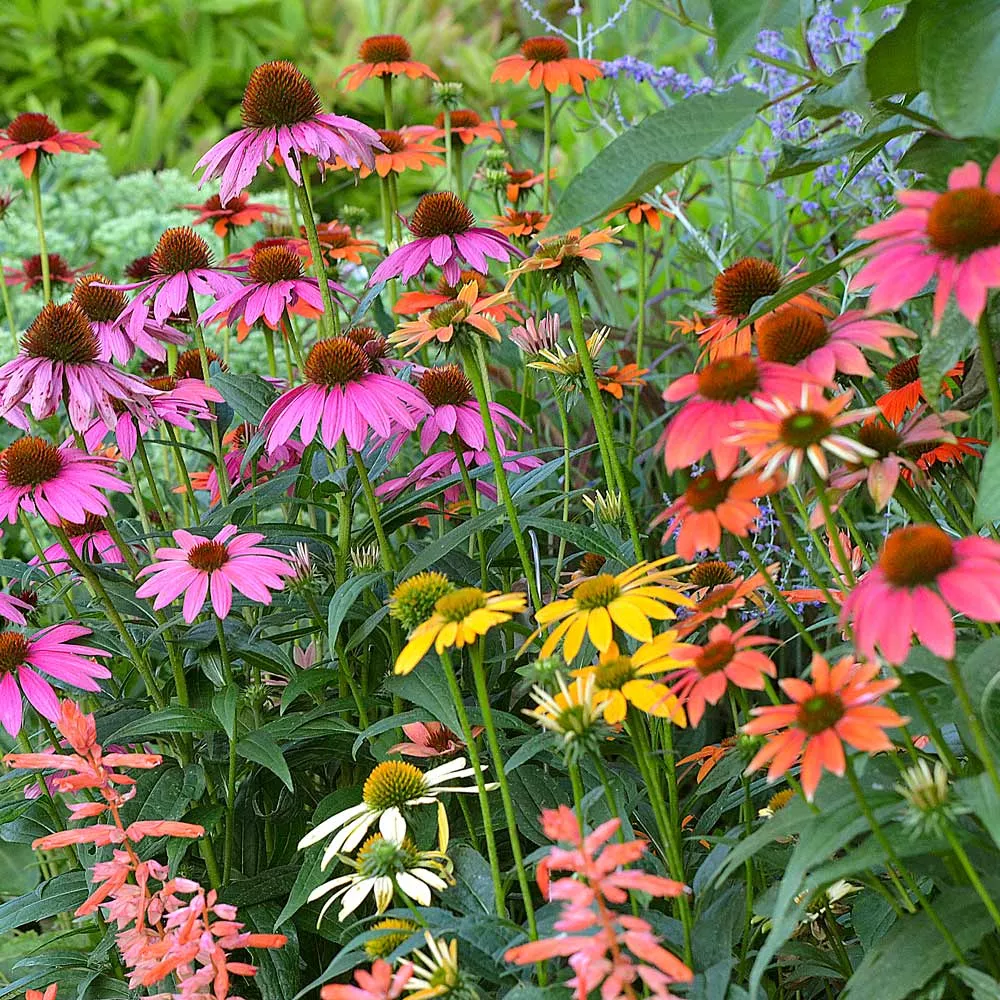 Cheyenne Spirit Coneflower