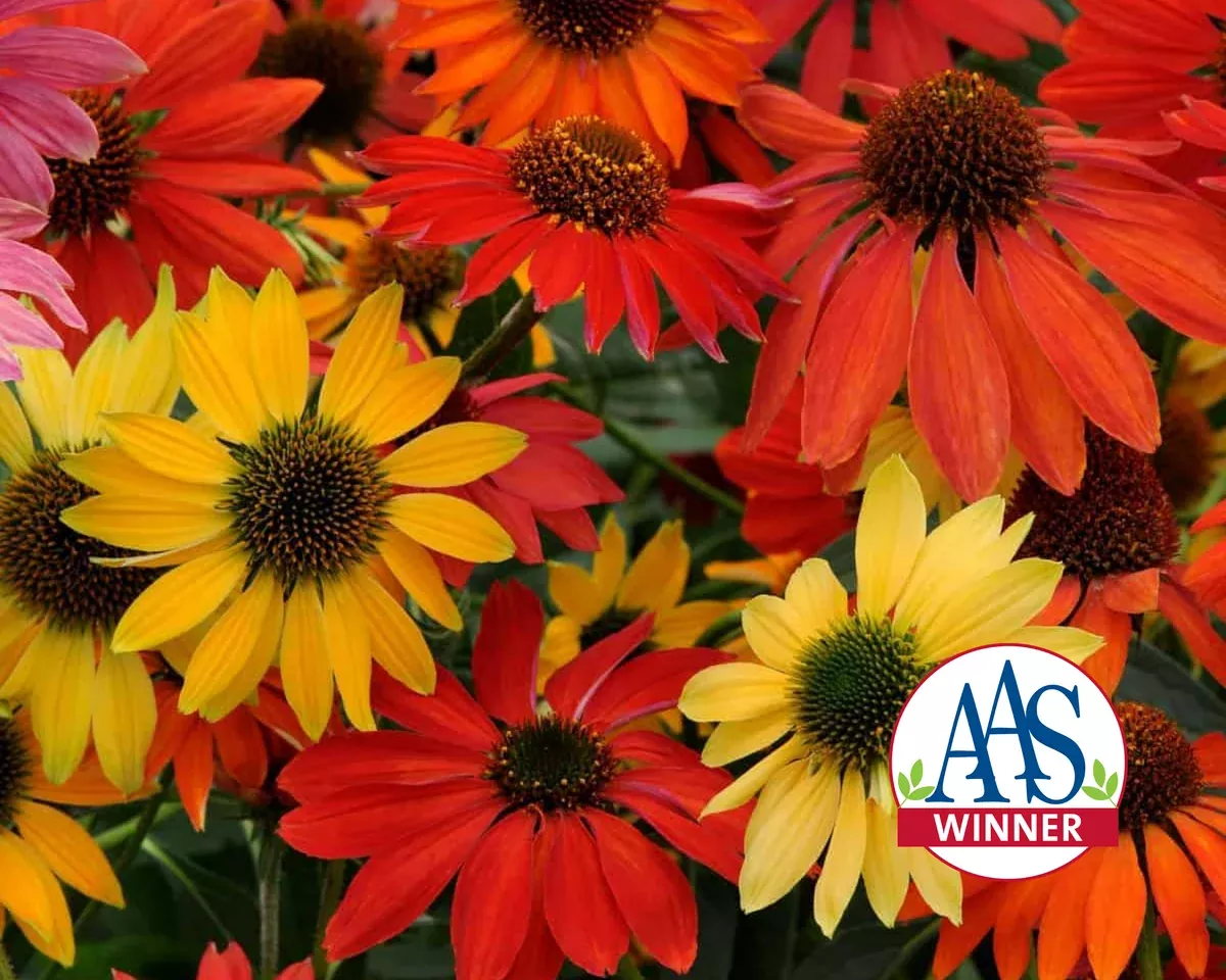 cheyenne-spirit-echinacea-coneflower-seeds Cheyenne Spirit Echinacea Coneflower Seeds
