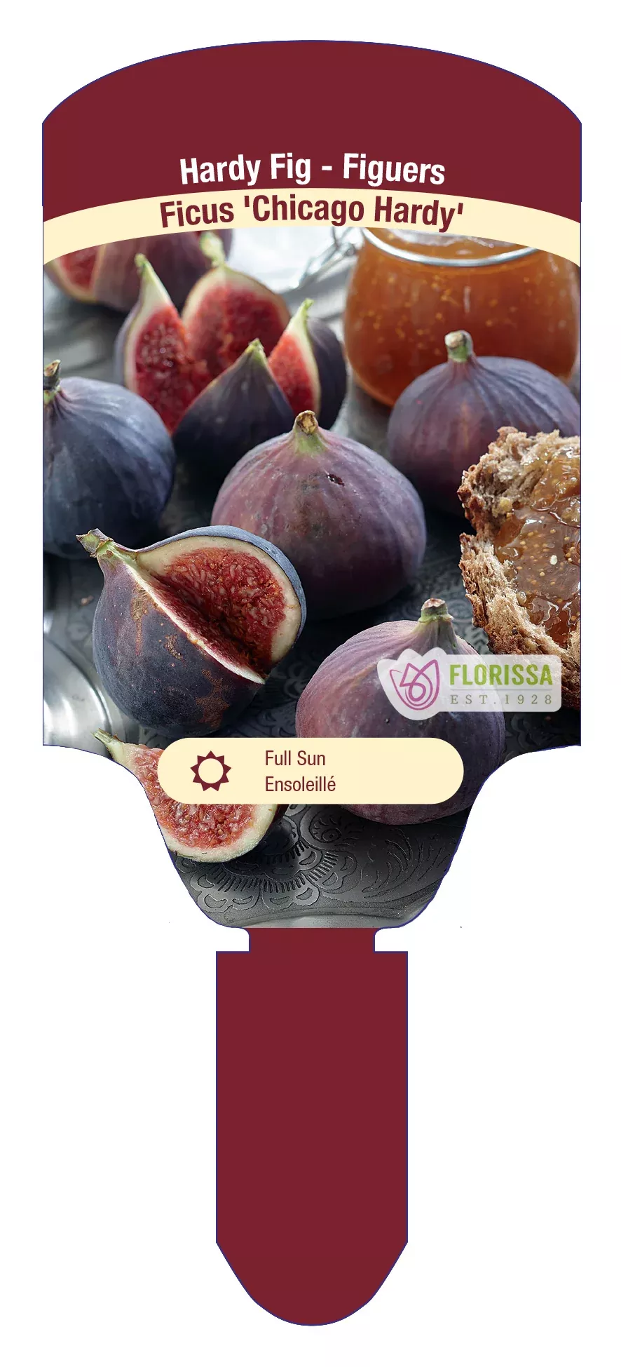 Chicago Hardy Fig
