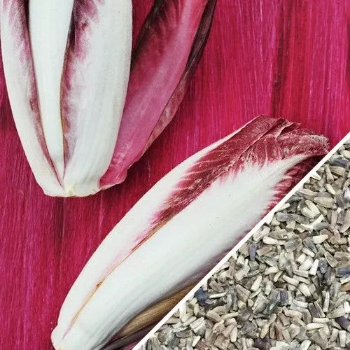 chicory-verona-red-seeds Chicory - Verona, Red seeds