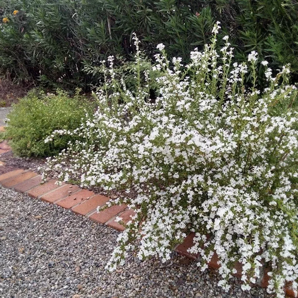 chihuahuan-sage-summer-snow Chihuahuan Sage 'Summer Snow'