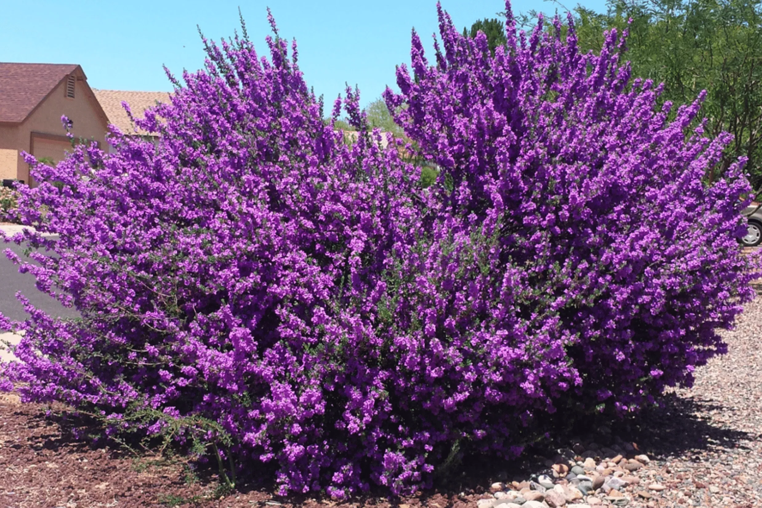 chihuahuan-sage Chihuahuan Sage