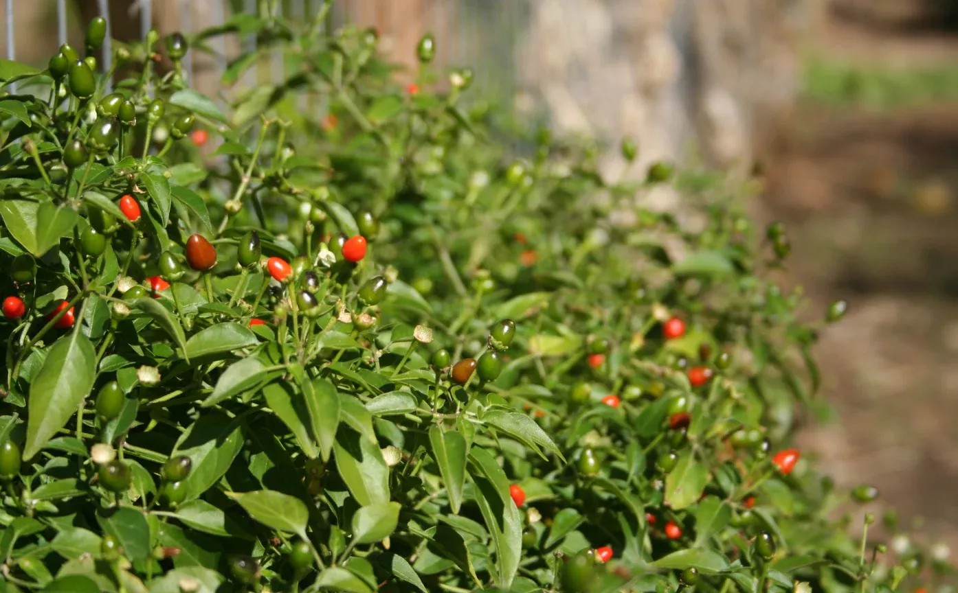 Chile Tepín