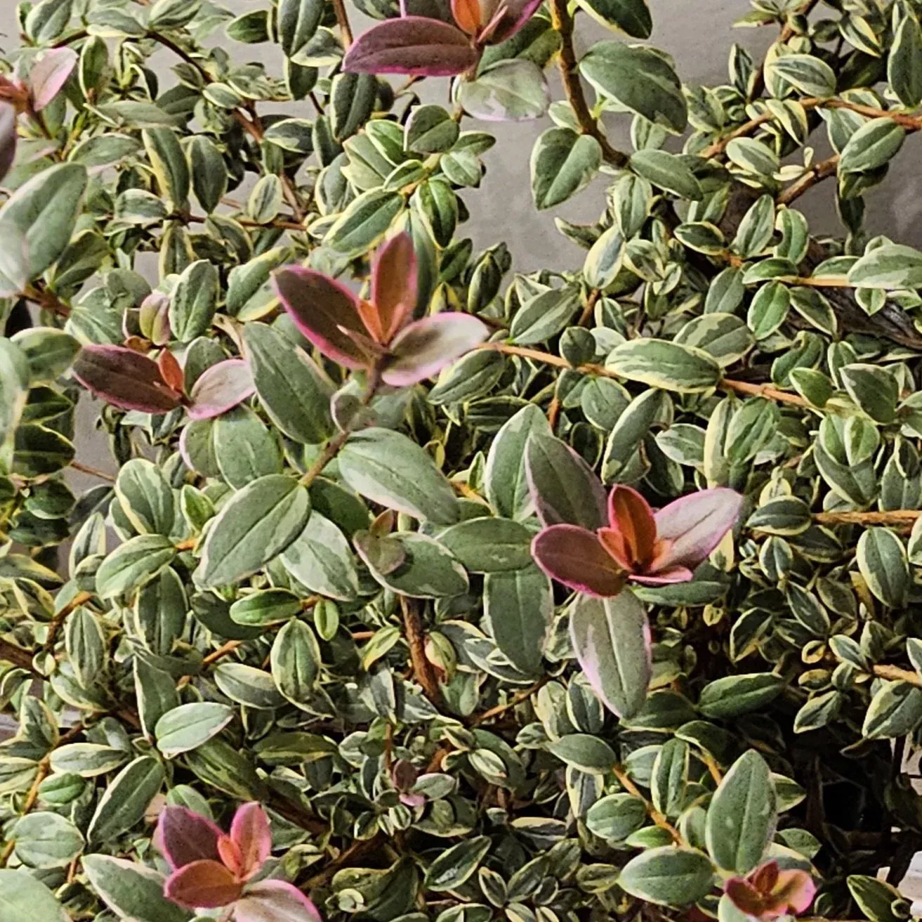 chilean-guava-flambeau Chilean Guava 'Flambeau'