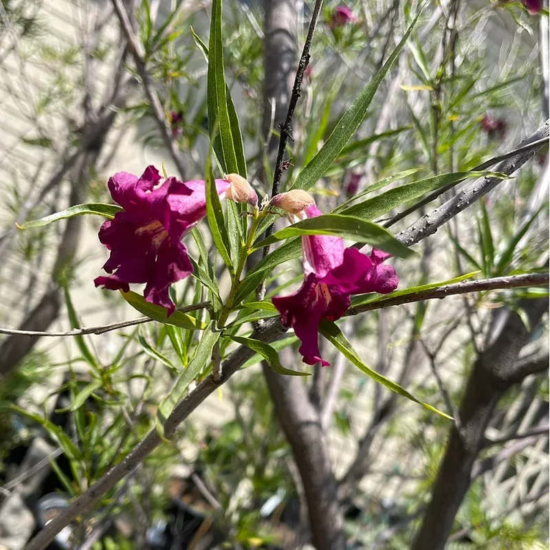 chilopsis-linearis-desert-willow Chilopsis linearis, Desert Willow