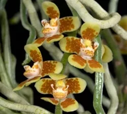 chiloschista-yunnanensis-small-leafless-orchid Chiloschista yunnanensis (Small/Leafless Orchid)