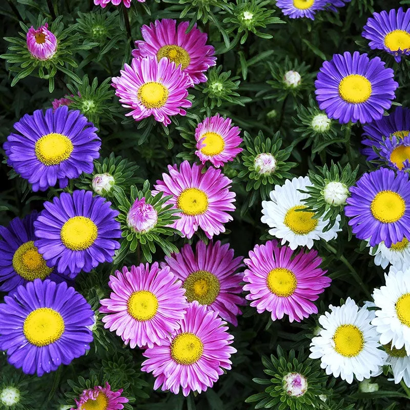 china-aster-seeds-single-mix China Aster Seeds Single Mix