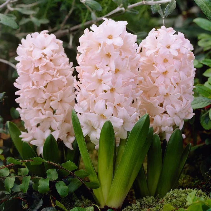 china-pink-hyacinth China Pink Hyacinth