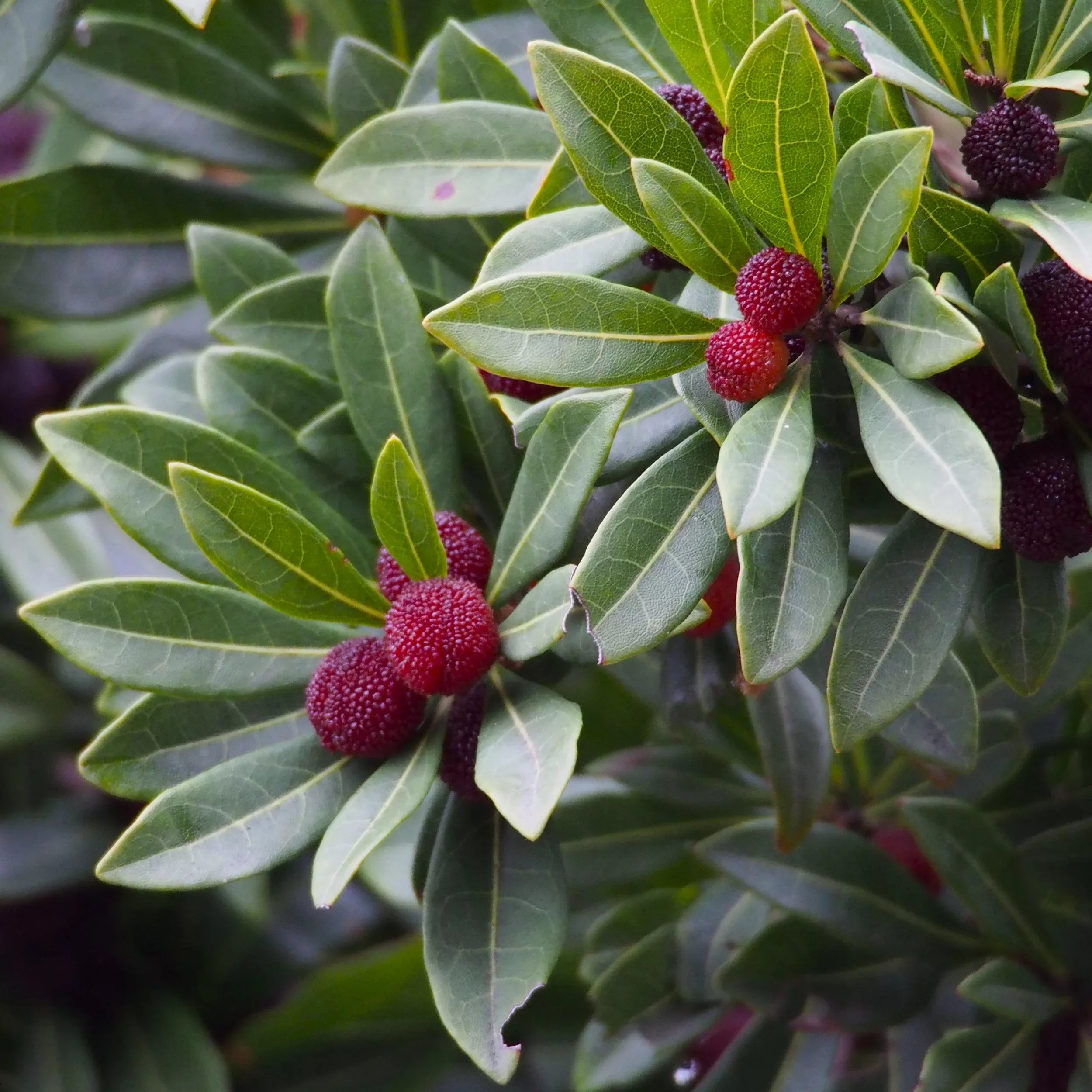 Chinese Bayberry