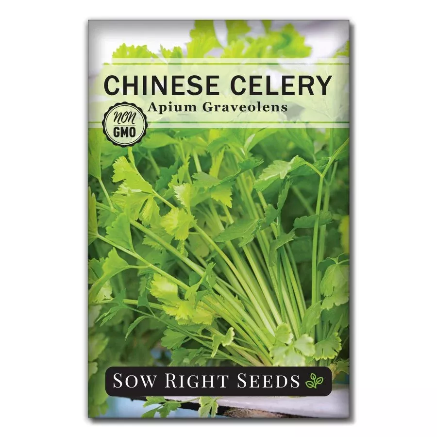chinese-celery Chinese Celery