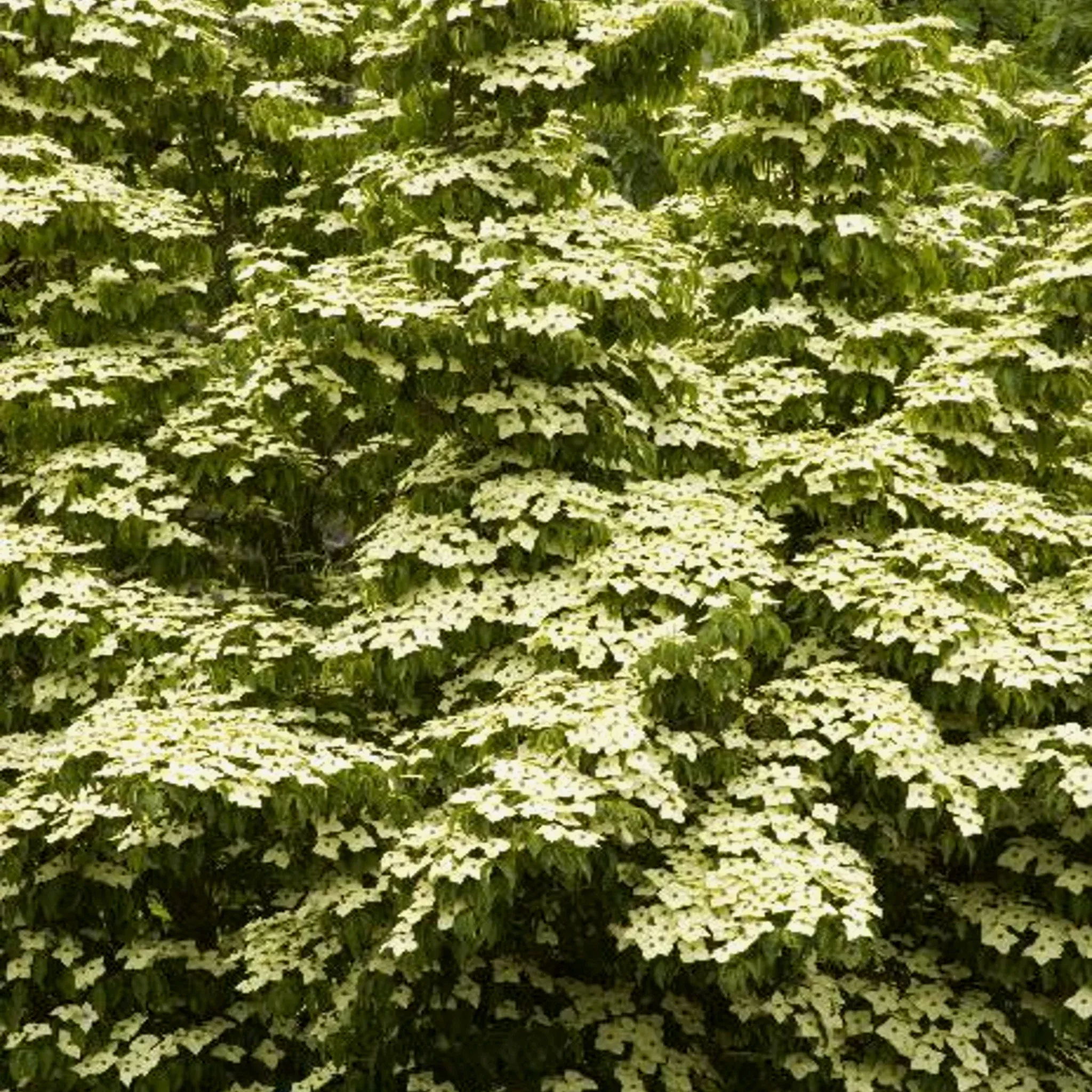 Chinese Dogwood