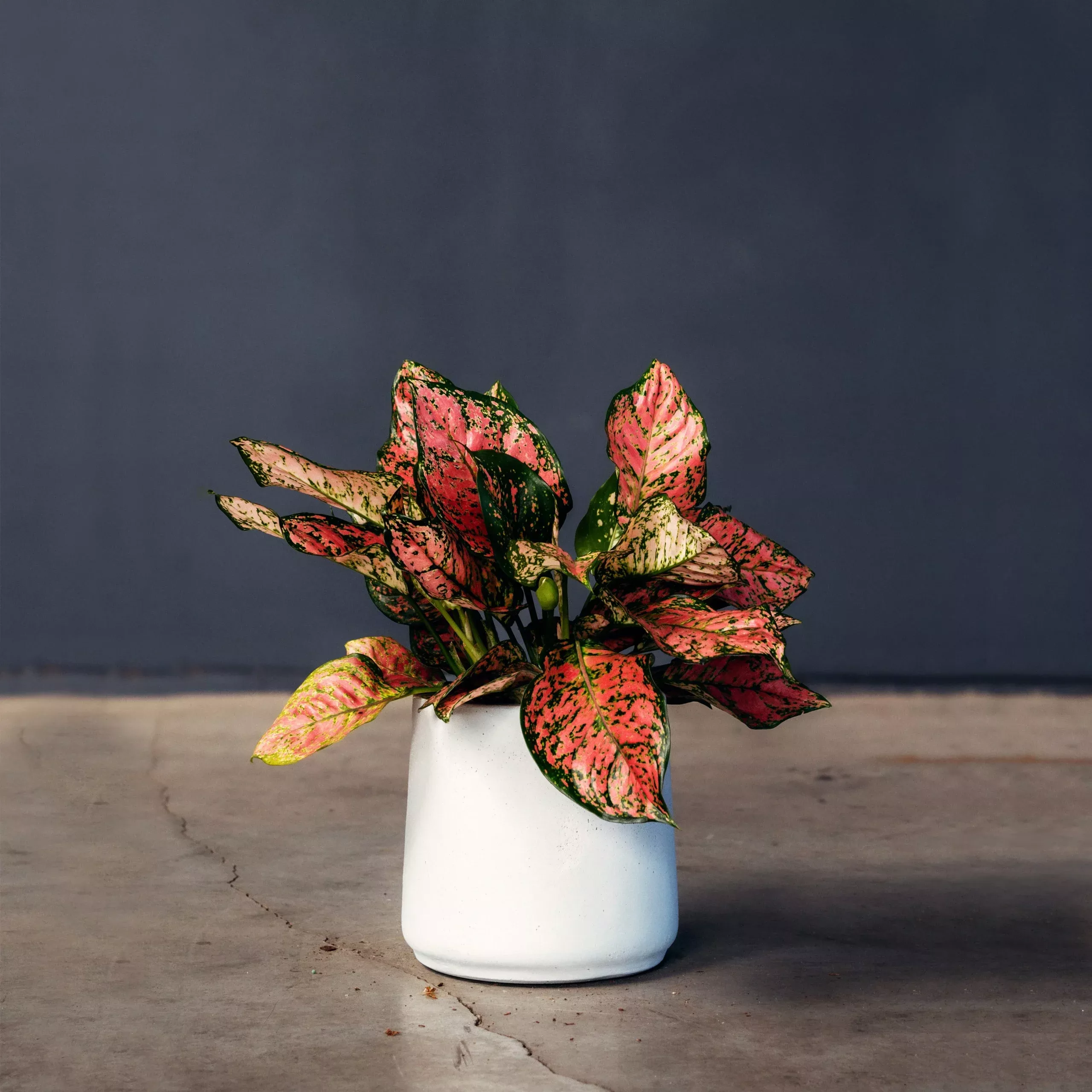 chinese-evergreen-aglaonema-ruby Chinese Evergreen (Aglaonema ‘Ruby’)