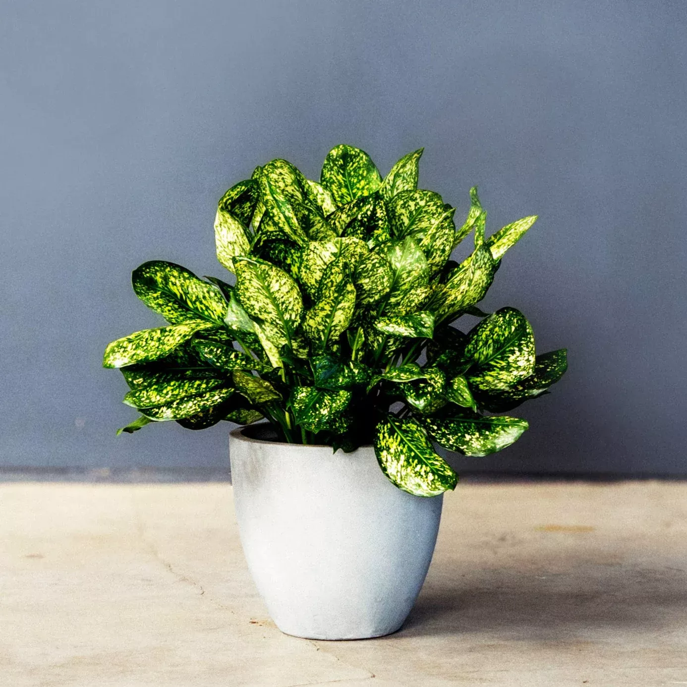 chinese-evergreen-algaonema-lumina Chinese Evergreen (Algaonema ‘Lumina’)